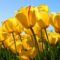 Наму-Дөл Гонсол ХХК