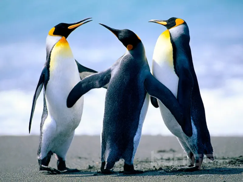 aa