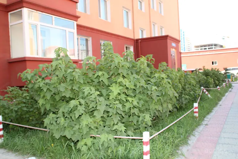 Улсынхаа нэрээр овоглосон хорооллууд